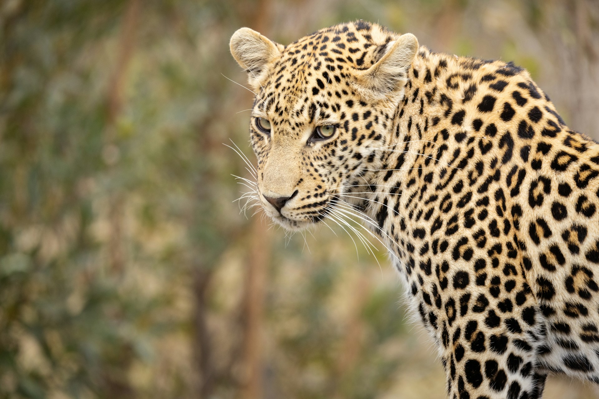African Safari - Wonders of South Africa and Namibia ~ March 3 - 18, 2027 (16 Days)