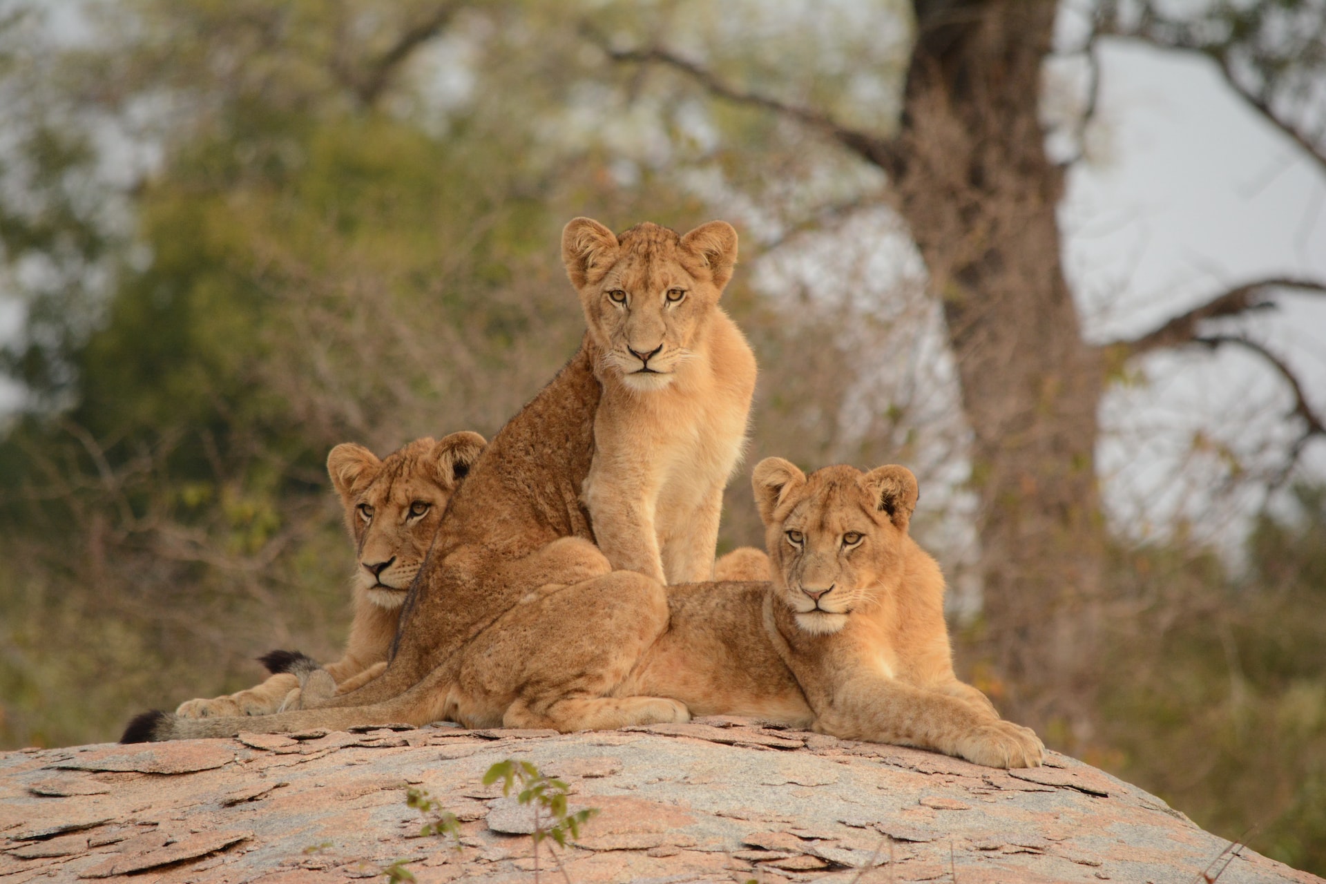African Safari - Wonders of South Africa and Namibia ~ March 3 - 18, 2027 (16 Days)