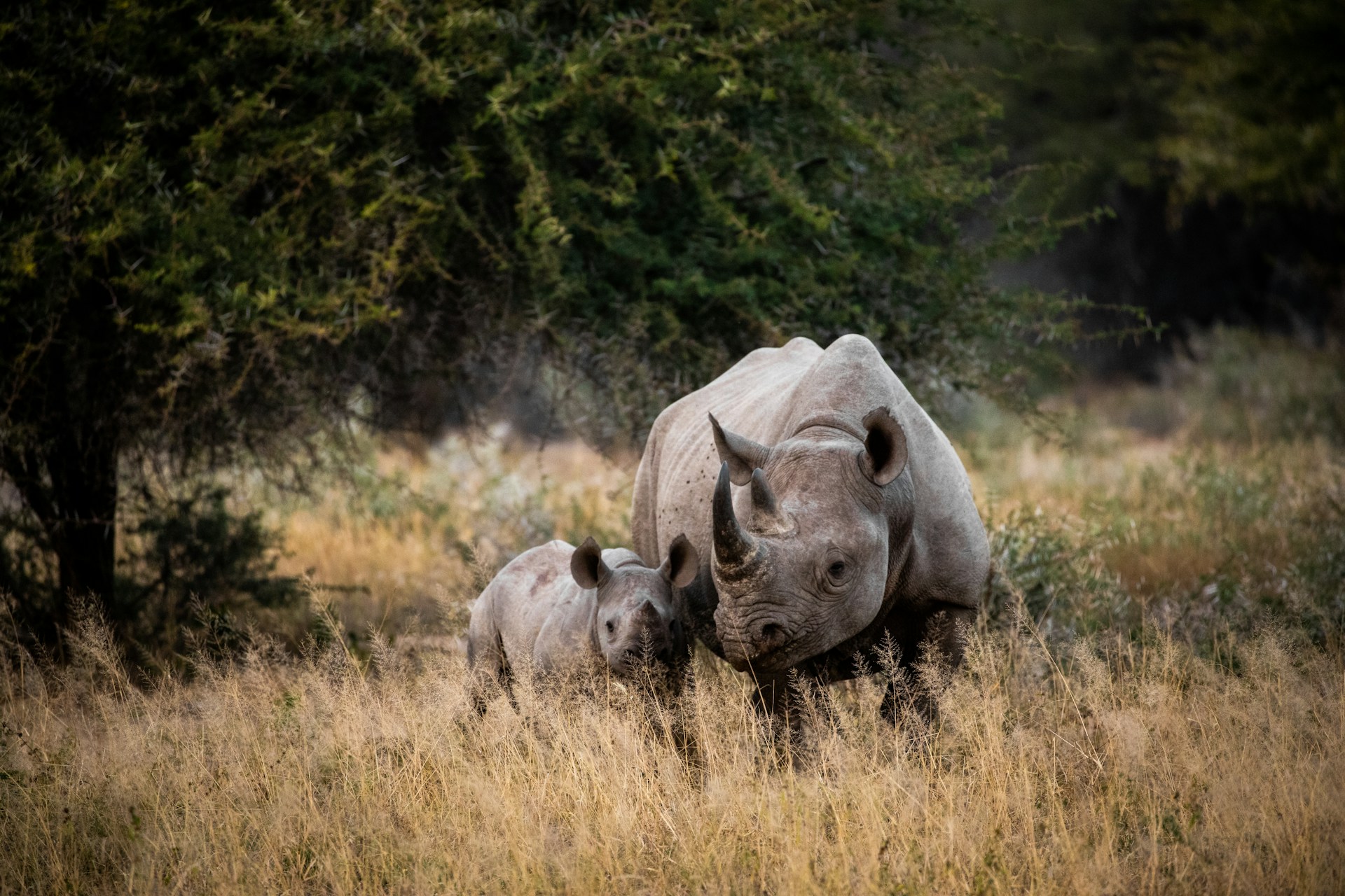 African Safari - Wonders of South Africa and Namibia ~ March 3 - 18, 2027 (16 Days)