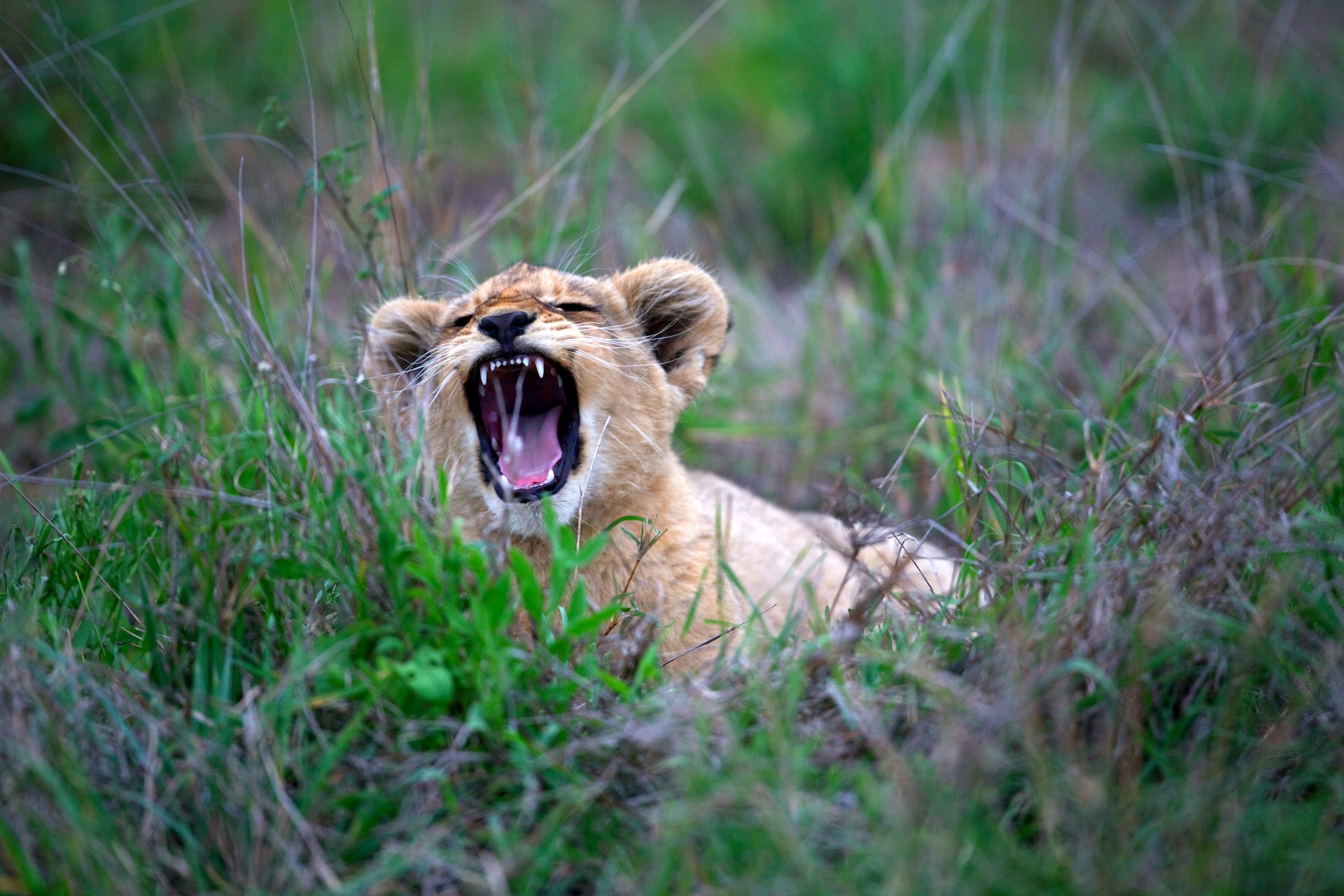 African Safari - Wonders of South Africa and Namibia ~ March 3 - 18, 2027 (16 Days)
