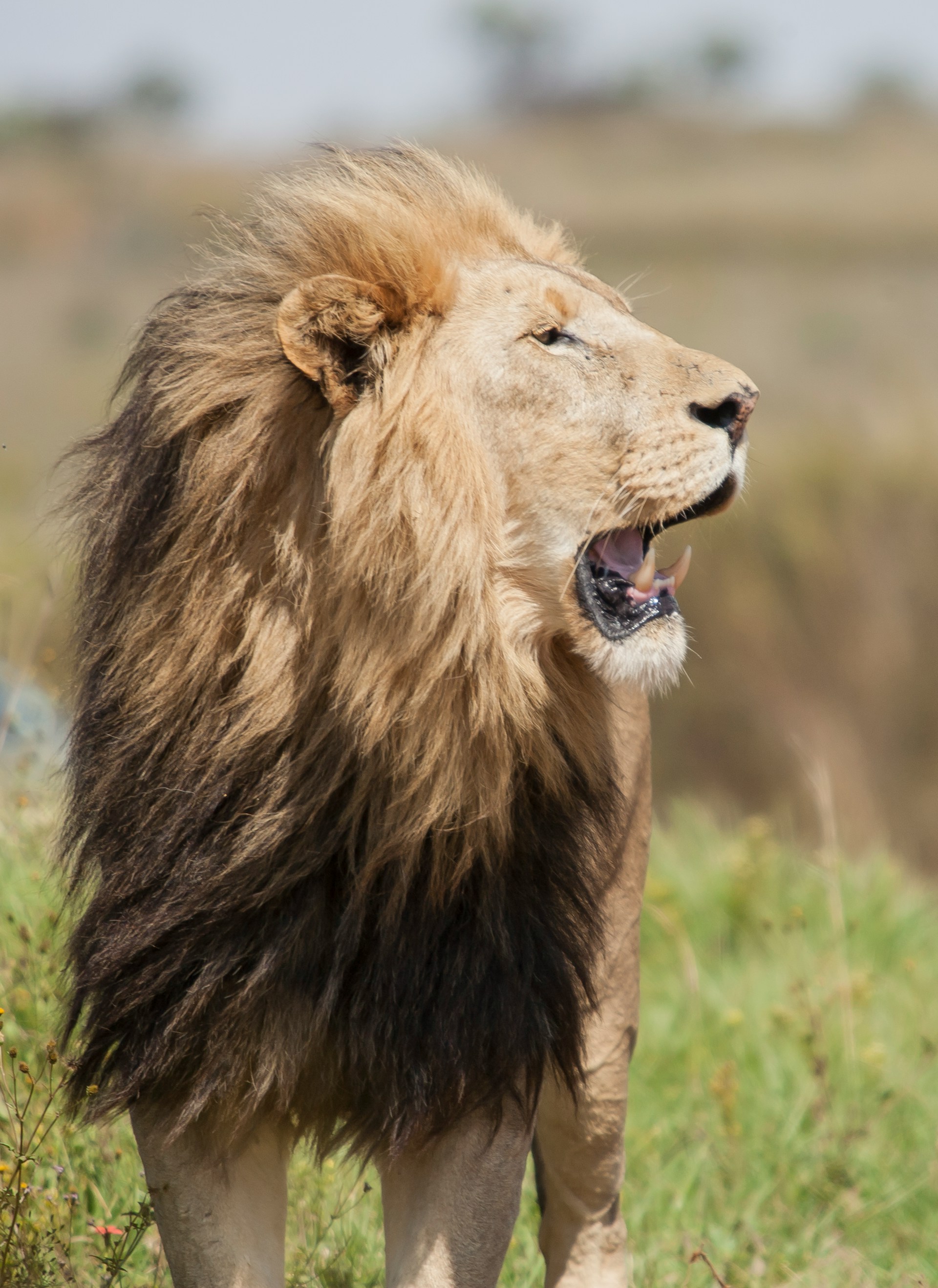 African Safari - Wonders of South Africa and Namibia ~ March 3 - 18, 2027 (16 Days)