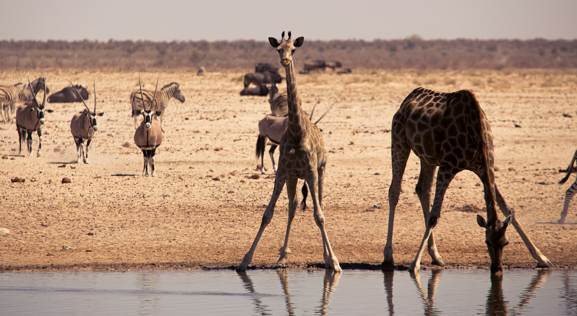 African Safari - Wonders of South Africa and Namibia ~ March 3 - 18, 2027 (16 Days)