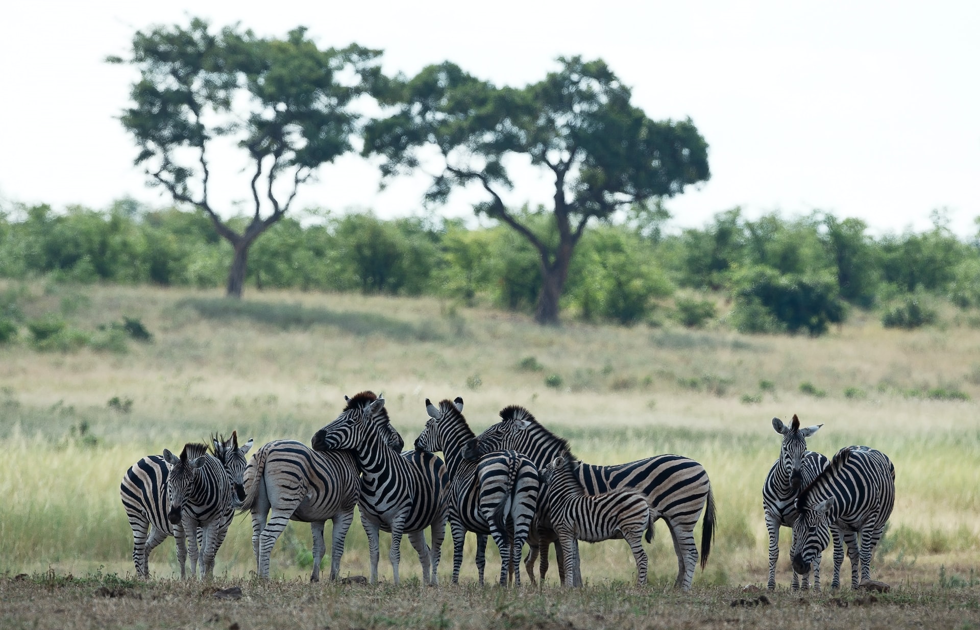 African Safari - Wonders of South Africa and Namibia ~ March 3 - 18, 2027 (16 Days)